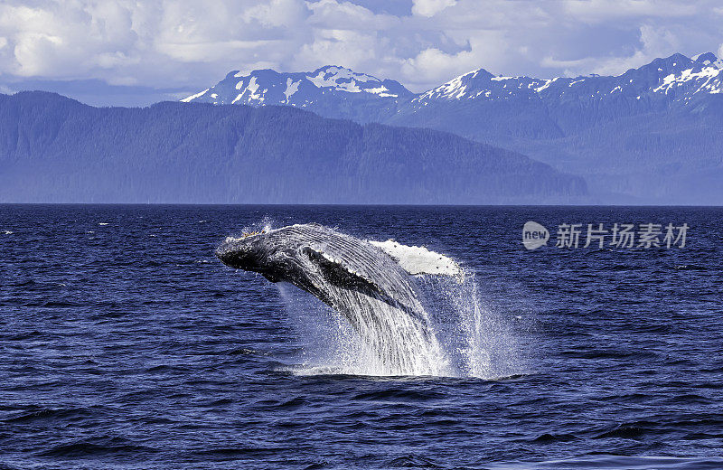 破壳座头鲸(Megaptera novaeangliae)是须鲸的一种。它是一种rorqual (Balaenopteridae家族的成员)，是大翅目属的唯一物种。弗雷德里克海湾，阿拉斯加。